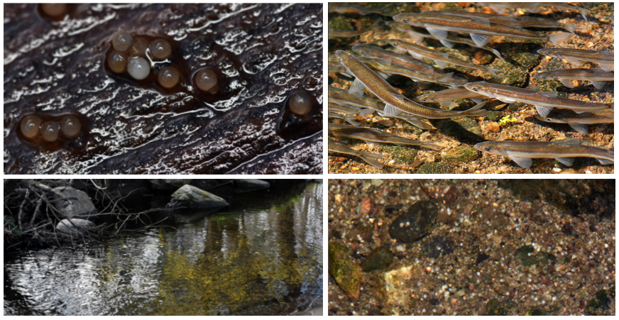 Rainbow smelt and eggs